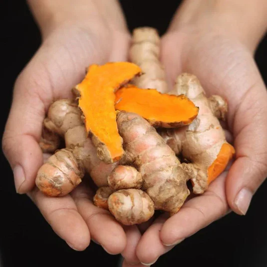 Fresh Lakadong turmeric rhizomes held in hands showing vivid orange curcumin